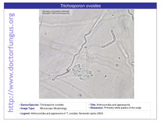 Trichosporon ovoides