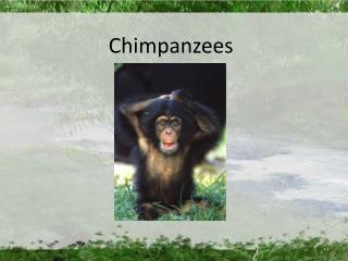 Chimpanzees