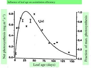Influence of leaf age on assimilation efficiency