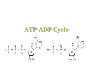 ATP-ADP Cycle