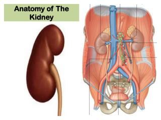 Anatomy of The Kidney