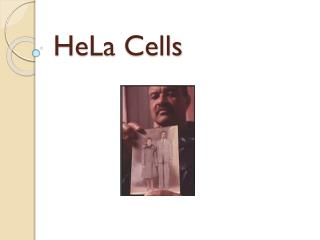 HeLa Cells