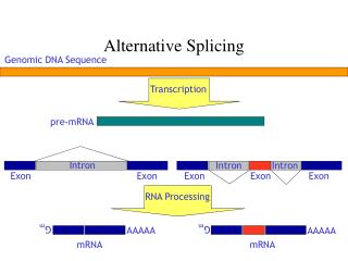 Alternative Splicing