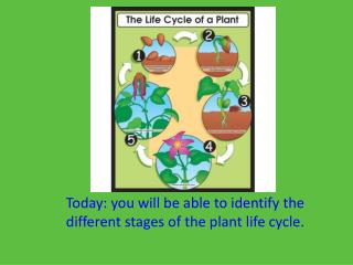 Today: you will be able to identify the different stages of the plant life cycle.