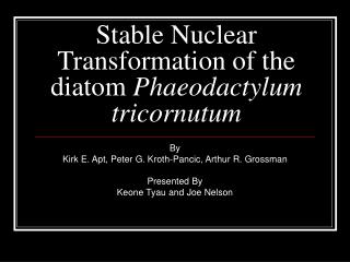 Stable Nuclear Transformation of the diatom Phaeodactylum tricornutum