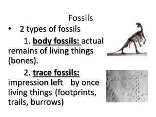 Fossils