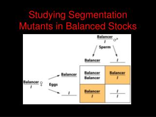 Studying Segmentation Mutants in Balanced Stocks