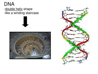 DNA - double helix shape -like a winding staircase