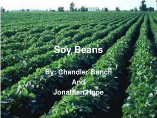 Soy Beans