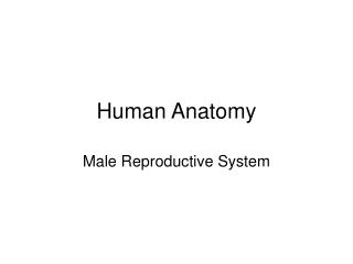 Human Anatomy