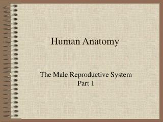 Human Anatomy