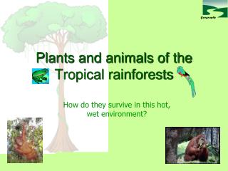 Plants and animals of the Tropical rainforests