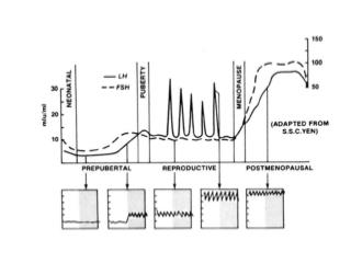 Ov Maturation Lecture