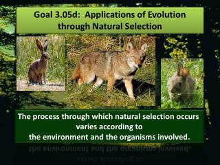 Goal 3.05d : Applications of Evolution through Natural Selection