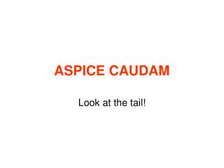 ASPICE CAUDAM