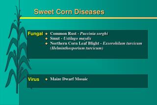 Sweet Corn Diseases