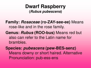 Dwarf Raspberry ( Rubus pubescens )