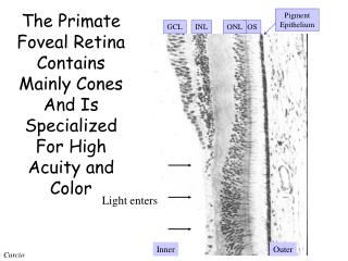 The Primate Foveal Retina Contains Mainly Cones And Is Specialized For High Acuity and Color