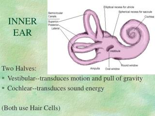 INNER EAR