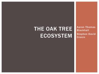The Oak Tree Ecosystem