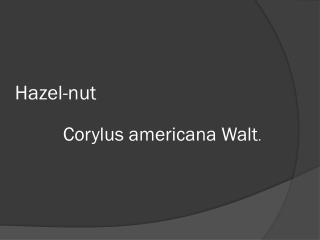Hazel-nut