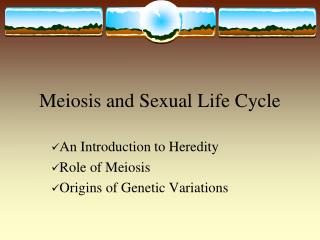 Meiosis and Sexual Life Cycle