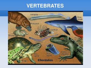 VERTEBRATES