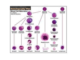 Granulopoiesis