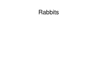 Rabbits