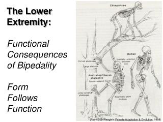 (From J.G. Fleagle’s Primate Adaptation &amp; Evolution , 1988)