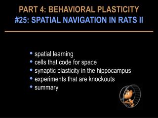 spatial learning cells that code for space synaptic plasticity in the hippocampus