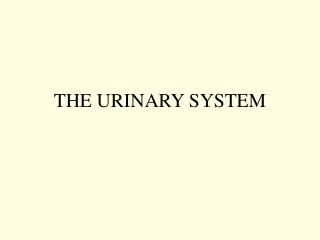 THE URINARY SYSTEM