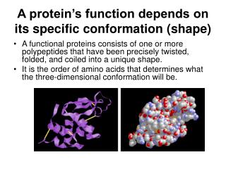 A protein’s function depends on its specific conformation (shape)