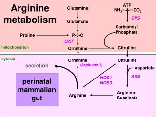 GUT, neonatal