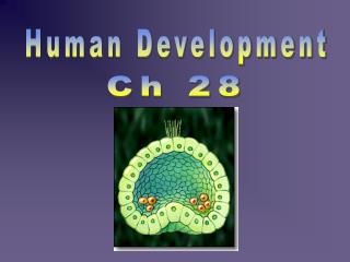 Human Development