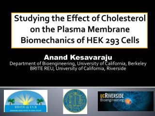 Studying the Effect of Cholesterol on the Plasma Membrane Biomechanics of HEK 293 Cells