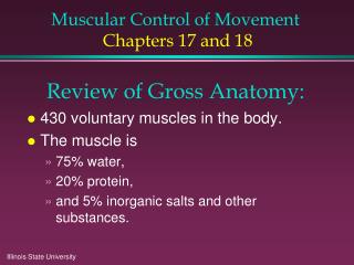 Muscular Control of Movement Chapters 17 and 18