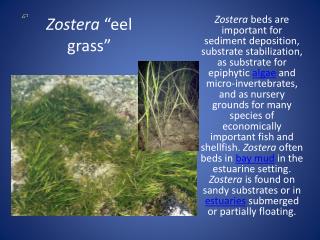 Zostera “eel grass”