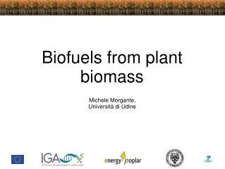 Biofuels from plant biomass
