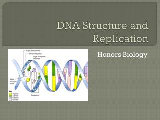 DNA Structure and Replication