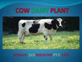 COW DAIRY PLANT
