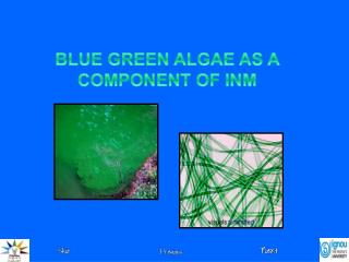 BLUE GREEN ALGAE AS A COMPONENT OF INM