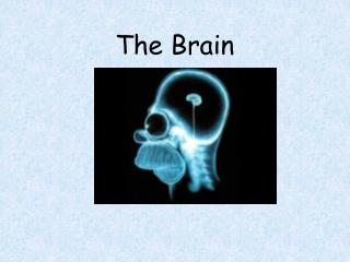 The Brain