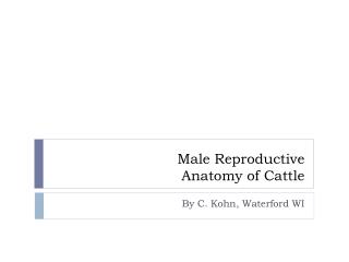 Male Reproductive Anatomy of Cattle