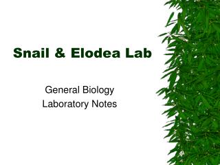Snail &amp; Elodea Lab