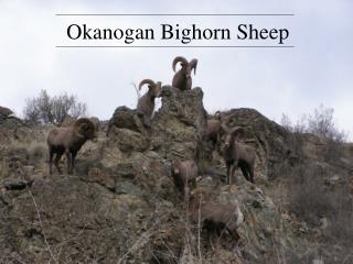 Okanogan Bighorn Sheep