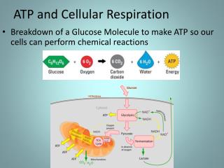 ATP and Cellular Respiration