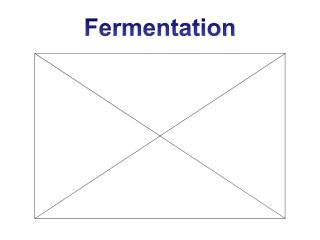 Fermentation