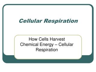 Cellular Respiration