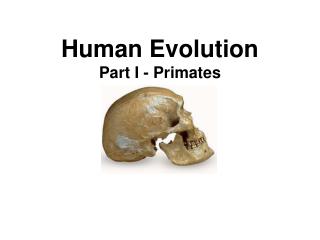 Human Evolution Part I - Primates